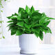 行湘綠蘿盆栽水培綠植新房除甲醛植 110號綠蘿+椎紋陶瓷盆 源頭直發(fā)