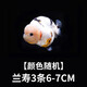 金魚(yú)（Jinyu）【精品高質(zhì)】蘭壽金魚(yú)淡水錦鯉觀(guān)賞魚(yú)國粹耐活好養 蘭壽3條6-7CM【顏色隨機】