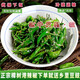 正宗樟樹(shù)港辣椒現摘新鮮食用薄皮青椒湖南富硒辣椒炒肉椒 精選樟樹(shù)港辣椒-1斤裝