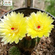 仙人球緋花玉開(kāi)花帶花苞仙人掌類(lèi)多肉綠植物桌面花卉小盆栽 黃美人直徑6-8厘米 不含盆