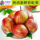 果郡猴正宗陜西彩虹梨當(dāng)季現(xiàn)摘紅皮早酥梨脆甜多汁孕婦新鮮水果應(yīng)季整箱 9斤精品大果裝【店主力薦】