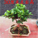 仟草集大型造型盆景植物人參榕小葉榕樹苗人參榕樹植物綠植盆景盆栽樹樁 人參榕30厘米