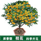 益綺椛桂花樹苗盆栽四季開花庭院綠化美觀室內外地栽大樹濃香型花卉綠植 四季金桂 8年苗【造型優(yōu)美】