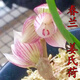 蘭花苗云南陽臺(tái)盆栽濃香蘭花 蓮瓣蘭 春蘭姜氏荷4苗連體 不含盆