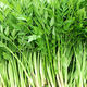 野生水芹菜種根苗野芹菜種籽陽臺盆栽蔬菜水培山野菜種植好吃 野生水芹菜種子100粒