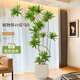 臨雅金心百合竹綠植客廳大盆栽真綠植盆栽老樁造型室內(nèi)輕奢大型植物 百合竹1.3-1.5m米白色聚寶盆