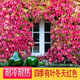 森韋睦新品爬山虎種子四季常青三葉地錦四季種陽(yáng)臺庭院爬藤觀(guān)葉植物種子 爬山虎苗20顆三葉苗爬墻高手
