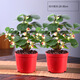 小盼菩提樹盆栽綠植物室內(nèi)花盆景辦公室桌面觀葉四季客廳好養(yǎng)活樹 2盆-菩提【帶果發(fā)貨】原盆原土 帶盆栽好