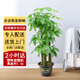 Only you【2小時(shí)達】發(fā)財樹(shù)客廳植物室內花卉大型綠植好養盆栽開(kāi)業(yè)新年花 步步高發(fā)財樹(shù)