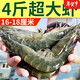 順豐速運 青島大蝦鮮活超大基圍蝦青蝦特大號海捕大蝦冷 純蝦2.8- 3斤(凈重)  30/40規格【個(gè)大精品 -新蝦)