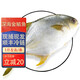 鹿凌青 東海冰鮮大鯧魚(yú) 銀鯧魚(yú) 金鯧魚(yú) 平魚(yú) 海鮮水產(chǎn)魚(yú)類(lèi) 500-600g /條 【金鯧 】2條 （350-400g/條） 足重