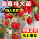 臨雅草莓苗盆栽原土發(fā)貨可結(jié)果丹東99紅顏奶油草莓苗陽臺盆栽 【紅顏】草莓苗3盆-帶盆高約10cm