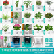 綠有意綠植盆栽多肉花卉盆栽植物室內(nèi)桌面水培綠植辦公室客廳植物懶人 3盆自選】植物和盆顏色請(qǐng)備注
