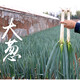 鳳鳴雅世四季美味小蔥種子青菜四季小香蔥盆栽苗蔬菜種籽蔥種籽農(nóng)家種蔥籽 章丘大蔥種子20克