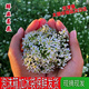 韭菜花韭花鮮韭菜花新鮮蔬菜當季食用鮮活時令蔬菜新鮮韭菜花2斤 韭菜花半斤嘗鮮