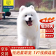 柴墨薩摩耶幼犬寵物狗狗狗活體純白澳版幼崽雪橇犬微笑天使大型犬 寵物級 【精品薩摩耶】S+ 母