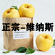 諸氏橙品【鮮】黃金維納斯蘋(píng)果水果 煙臺糖心丑蘋(píng)果 時(shí)令蘋(píng)果整箱年貨禮盒 4.5斤大果【精選7-9個(gè)】