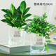 嘆為觀(guān)止金鉆盆栽辦公室內桌面綠植水培土培盆景 金鉆20cm+常春藤（早安吸水盆）