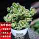兩腿跑【送貨上門】教師節(jié)多肉植物帶盆桌面盆栽組合綠植花卉幼兒園盆栽 熊童子(帶盆栽好)