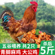 崠鮮農家散養土公雞肉新鮮青腳黃雞黑鳳大公雞土雞走地雞整雞雞肉生鮮 黑腳麻公雞2.5斤*2只 送料包