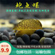 AIPHAROW鮑螺魚(yú)籬螺笠螺黑金剛螺黃金螺除藻螺清潔缸壁工具觀(guān)賞螺活體寵物 中號鮑魚(yú)螺1.5-2cm(6只)