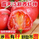 攀枝花米易露天沙瓤西紅柿非普羅旺斯現摘新鮮自然熟生吃水果番茄 精選裝 9斤 中果【80g起】