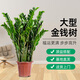 雙盟金錢(qián)樹(shù)大型綠植盆栽辦公室內花卉除甲醛招財70-80cm原盆源頭直發(fā)