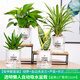 花卉虎皮蘭盆栽植物室內(nèi)辦公室陽臺文竹盆景凈化空氣水培小綠植好養(yǎng)懶人植物花盆 【套裝】蘆薈+虎皮蘭+綠蘿+吊蘭(吸水盆) 含盆