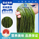 榮成海帶國家地理標(biāo)識 鹽漬海帶絲 特厚火鍋食材涼拌菜海鮮干貨 整箱 5斤裝鹽漬海帶絲