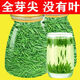 御茗恩2025新茶特級(jí)雀舌芽頭雀舌茶葉綠茶翠芽明前春茶嫩芽濃香 特級(jí)雀舌250克罐裝