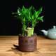 紫砂盆景發(fā)財樹(shù)文竹綠蘿富貴竹盆栽幸福樹(shù)植物客廳辦公室內綠植 富貴竹 帶盆栽好
