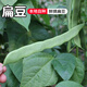 密水農家密云農家本地自種豆角 鮮摘扁豆 新鮮蔬菜 扁豆 400g