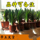 元井四季君子蘭盆栽帶花苞小苗花卉植物室內(nèi)易活綠植水培好養(yǎng)壯苗開花 精品君子蘭7-10片