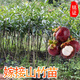 銘證嫁接山竹樹苗南方種植亞熱帶熱水果山竹樹苗嶺南山竹帶泥帶葉子 實生苗4年苗1棵帶土 帶土帶葉
