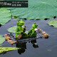 葉隨風(fēng)動(dòng)浮水青蛙擺件戶(hù)外庭院水缸裝飾仿真金魚(yú)鴨子池塘水池造景樹(shù)脂雕塑 竹排青蛙