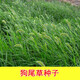 萌蘊（MengYun）狗尾草種子旱地常見牧草雜草觀賞型護坡狗尾巴草種子 狗尾草種子1斤