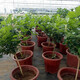 【雅之典】虎頭茉莉花盆栽室內(nèi)花卉雙色茉莉觀花植物綠植重瓣筆尖茉莉四季開花帶花苞 筆尖茉莉 獨桿 不含盆