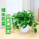 綠有意萬(wàn)年青盆栽植物室內大型綠植吸甲醛凈化空氣四季常青大葉金鉆好養 綠蘿50株(大號懶人盆) 含盆