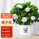 墨一梔子花盆栽植物桌面好養花卉盆栽 梔子花透明吸水盆 源頭直發(fā)