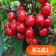 歐悟【買(mǎi)2棵送1棵】嫁接車(chē)厘子樹(shù)苗 大櫻桃苗庭院陽(yáng)臺盆栽地栽果樹(shù)苗 大紅燈櫻桃樹(shù)苗 6年結果苗（粗度2公分左右）