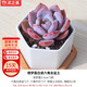 沭之美多肉植物室內(nèi)植物桌面盆栽 橙夢露+六角白陶瓷盆+竹托 源頭直發(fā)