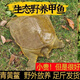 甲優(yōu)甲優(yōu)【足斤】2斤鮮活甲魚(yú)老鱉食用生態(tài)大甲魚(yú)中華鱉活體生鮮 1000g 2-2.2斤 鮮活公甲魚(yú)