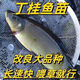 改良 好養耐活丁桂魚(yú)苗淡水養殖丁歲魚(yú)苗一年5斤可食用魚(yú)包活包郵 丁桂魚(yú)6-8厘米10（發(fā)11條）
