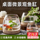 智宙 迷你小魚(yú)缸辦公室桌面擺件小型魚(yú)缸免便攜洗簡(jiǎn)易懶人玻璃生態(tài)缸 【大號】桌面生態(tài)缸 15*15*10CM