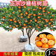 花牽影沙糖桔樹(shù)苗地栽盆栽南方北方種植橘子樹(shù)苗柑桔果樹(shù)果苗嫁接砂糖橘 6年苗當年結果帶葉發(fā)貨