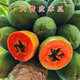 紅心木瓜苗各種盆栽四季水果樹(shù)苗南方北方庭院地栽易種植當年結果 青皮木瓜 三年苗(明年結果)