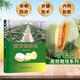 南方哈密瓜 哈密瓜高效種植技術(shù)教程哈密瓜類水果種植技巧選種子基礎(chǔ)知識哈密瓜病蟲害診斷與疾病防治技術(shù)書籍