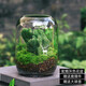 生命之樹(shù)苔蘚微景觀(guān)桌面生態(tài)瓶免打理辦公室盆栽真植物耐養禮物 五指山（成品種好）