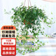 行湘常春藤吊蘭綠植盆栽植物垂吊 165#常春藤塑料原盆2盆裝 源頭直發(fā)