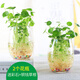 達之禮（DAZHILI）水培花瓶配植物透明玻璃花瓶水培銅錢(qián)草水養綠蘿風(fēng)信子花瓶清新 小鵝蛋2個(gè)(銅錢(qián)草根+彩石) 看詳情頁(yè)面